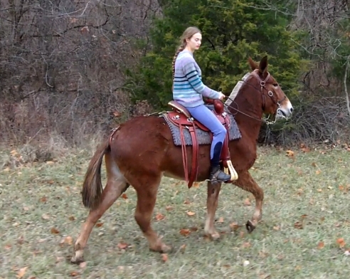 Gaited mules deals for sale